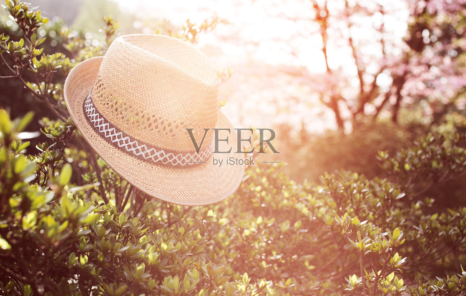 旧草帽贴在花园里的一株植物上照片摄影图片