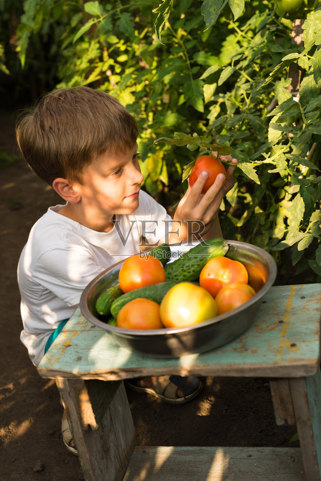 孩子们收获蔬菜照片摄影图片