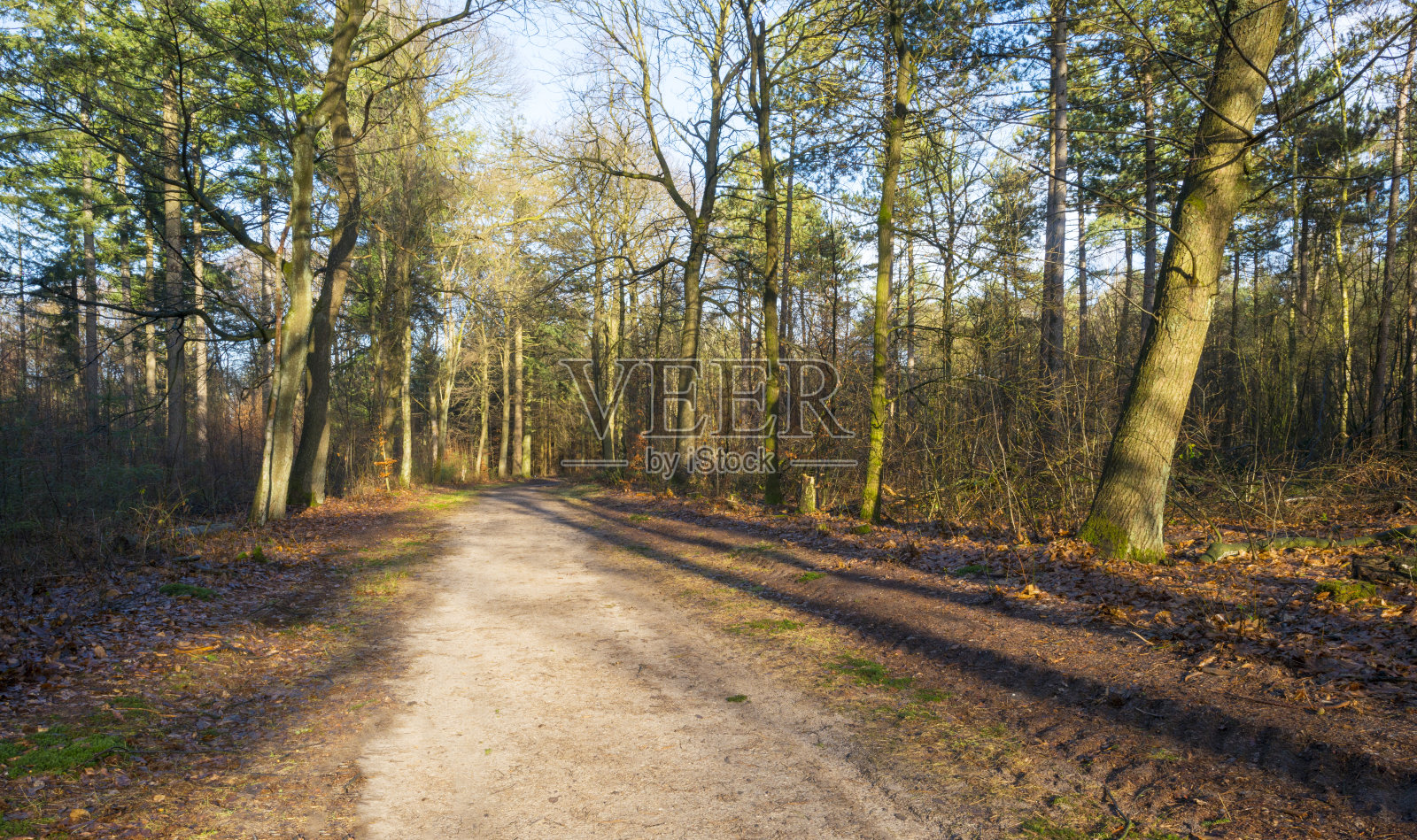 冬天日出时松树林中的小径照片摄影图片