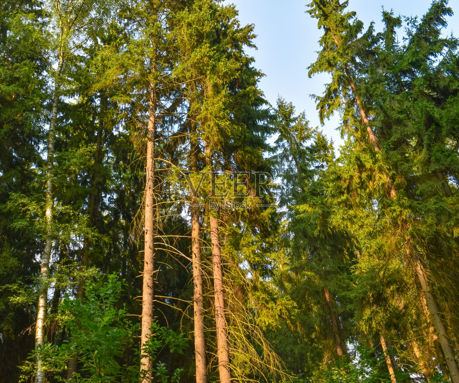 俄罗斯森林的树顶照片摄影图片