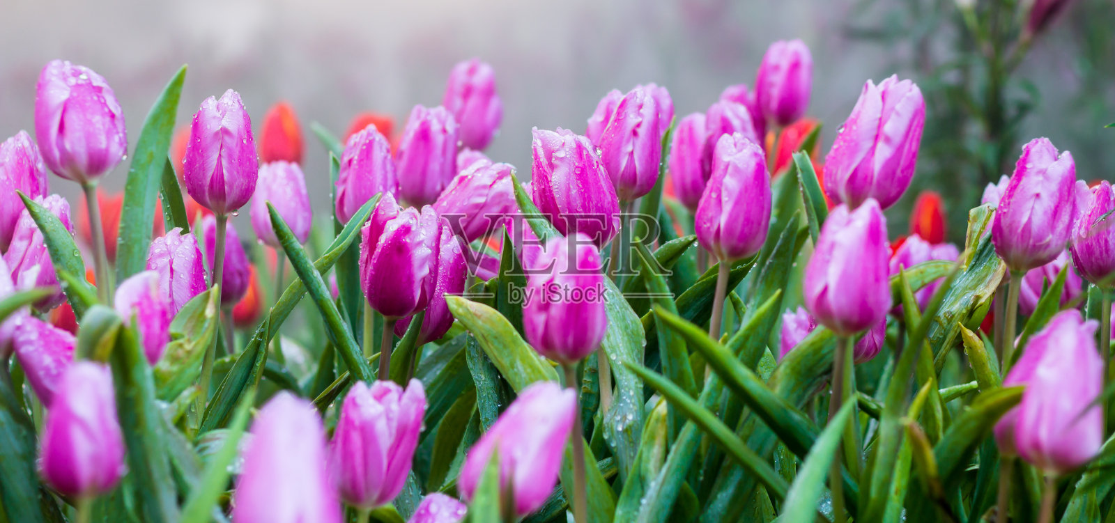 郁金香照片摄影图片