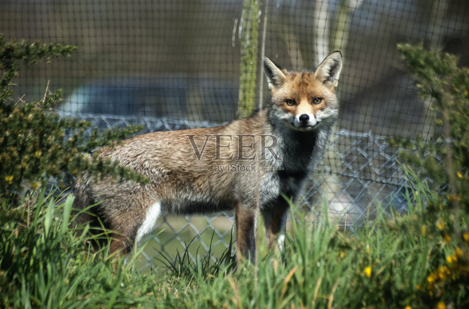 城市的狐狸照片摄影图片