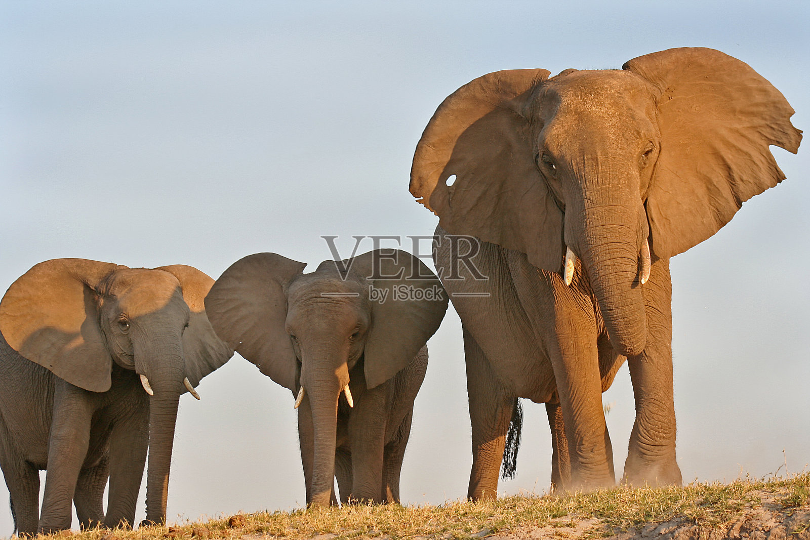 丘比的大象站在山顶上照片摄影图片
