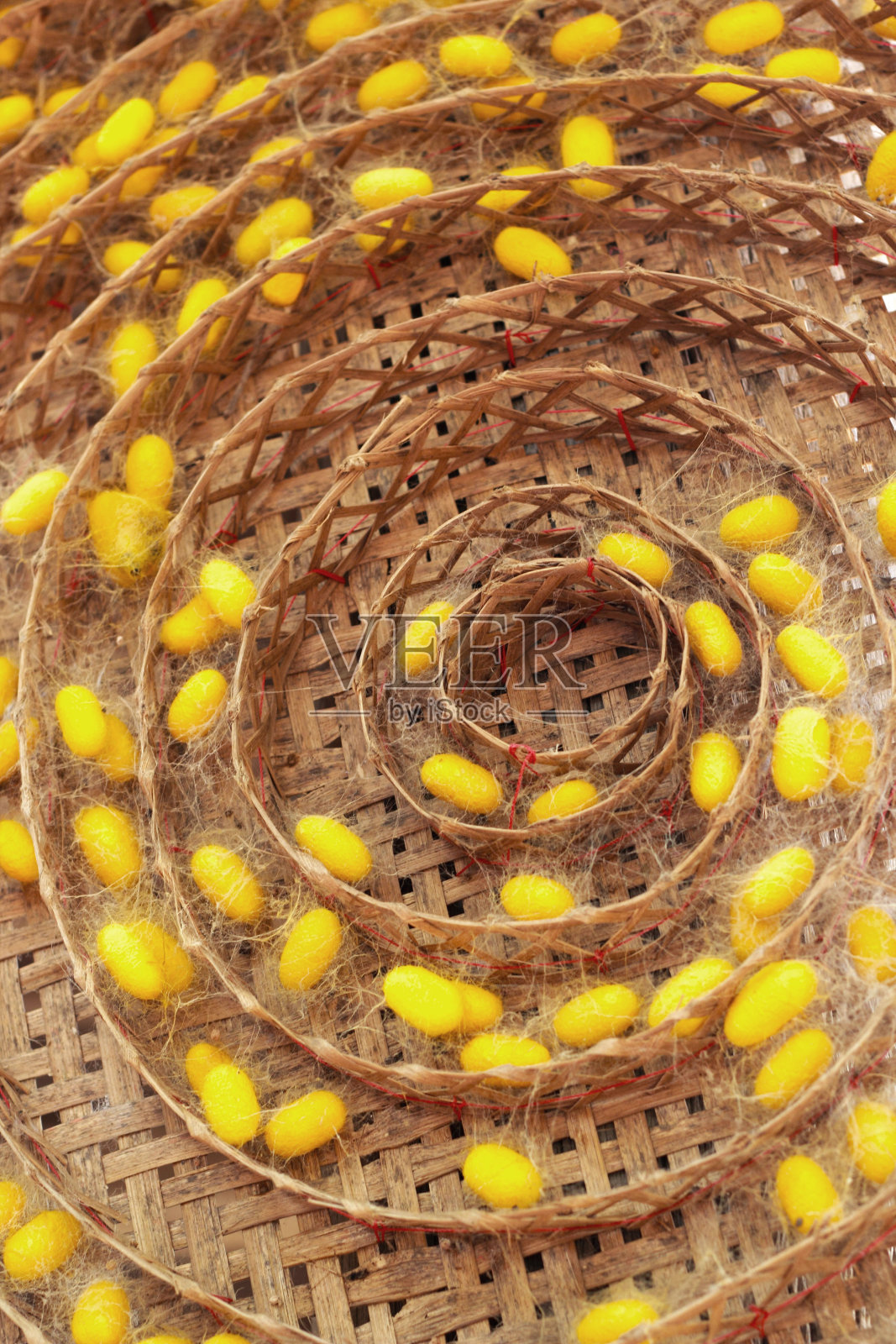 一组蚕茧筑巢照片摄影图片