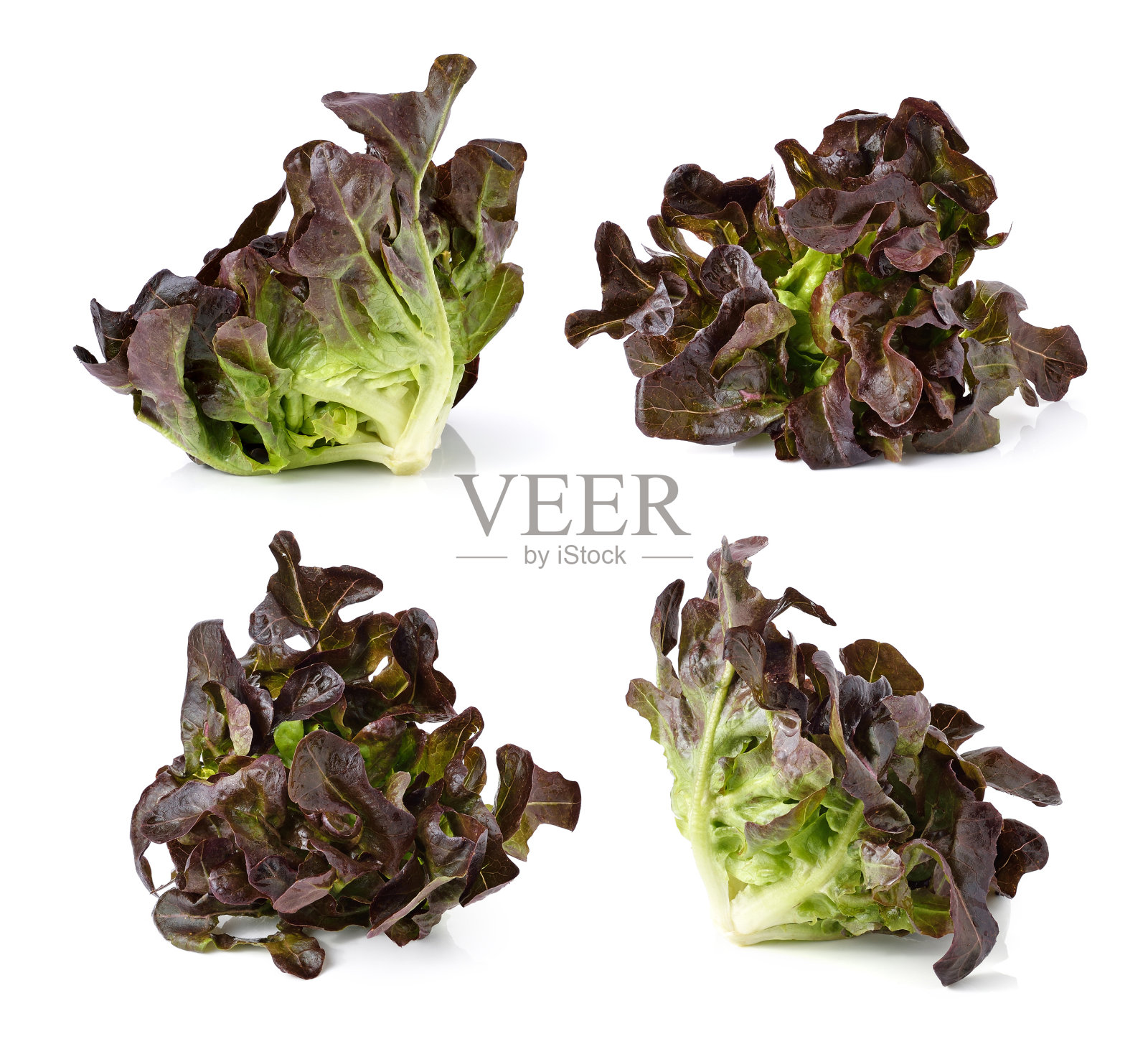 红莴苣的叶子孤立在白色上照片摄影图片