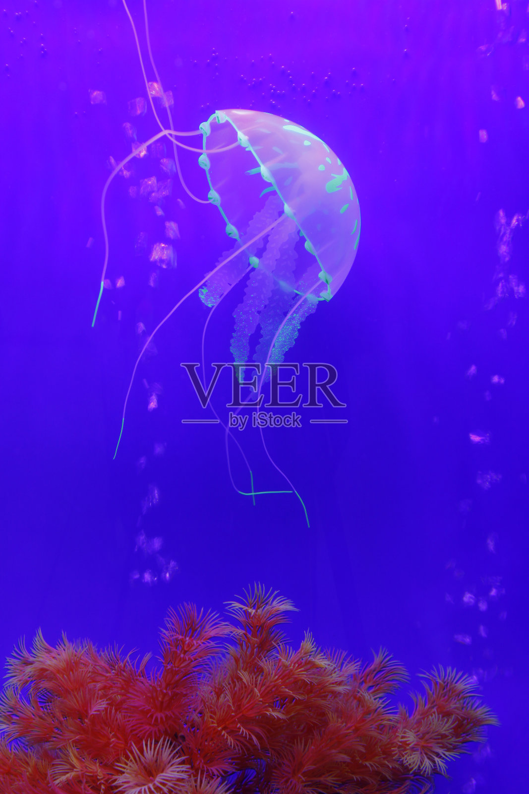 水母照片摄影图片