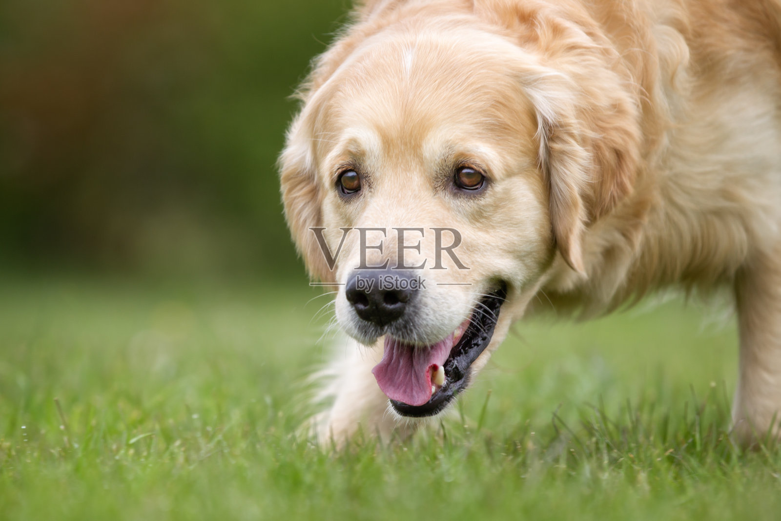 户外的金毛寻回犬照片摄影图片