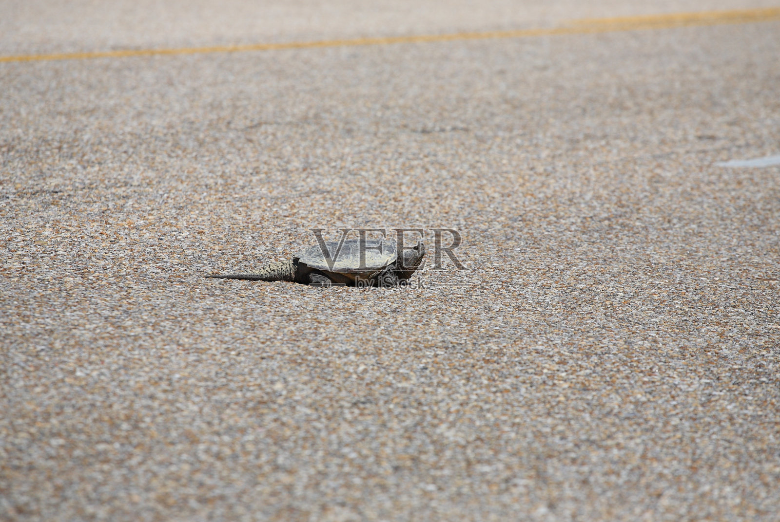 鳄龟过马路照片摄影图片