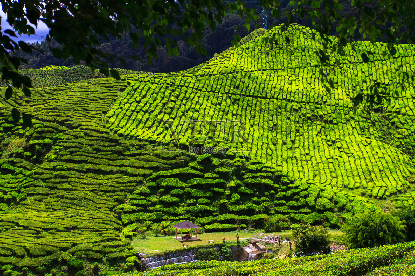 卡梅伦高地、马来西亚照片摄影图片