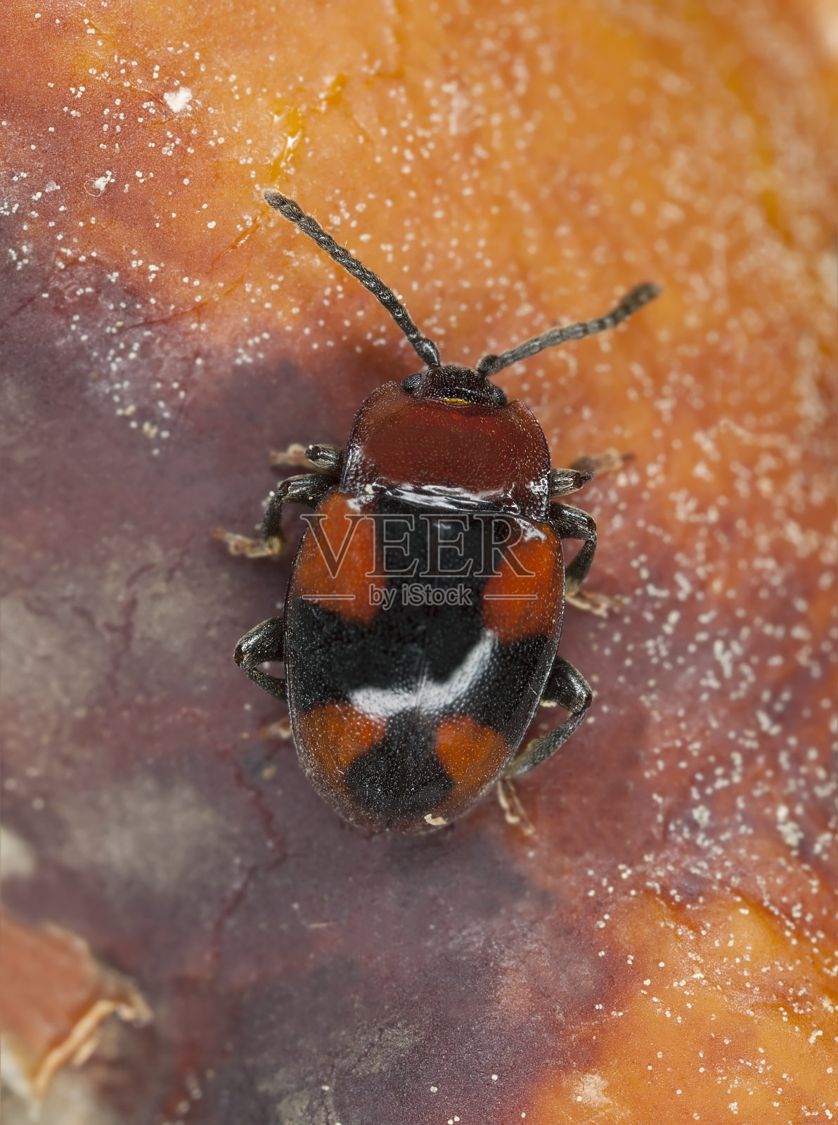 多孔菌上的Mycetina cruciata，超微距照片摄影图片