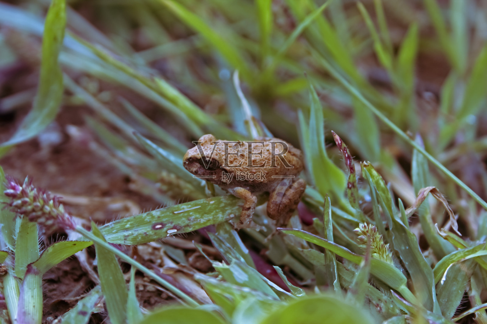 贝多米蛙照片摄影图片