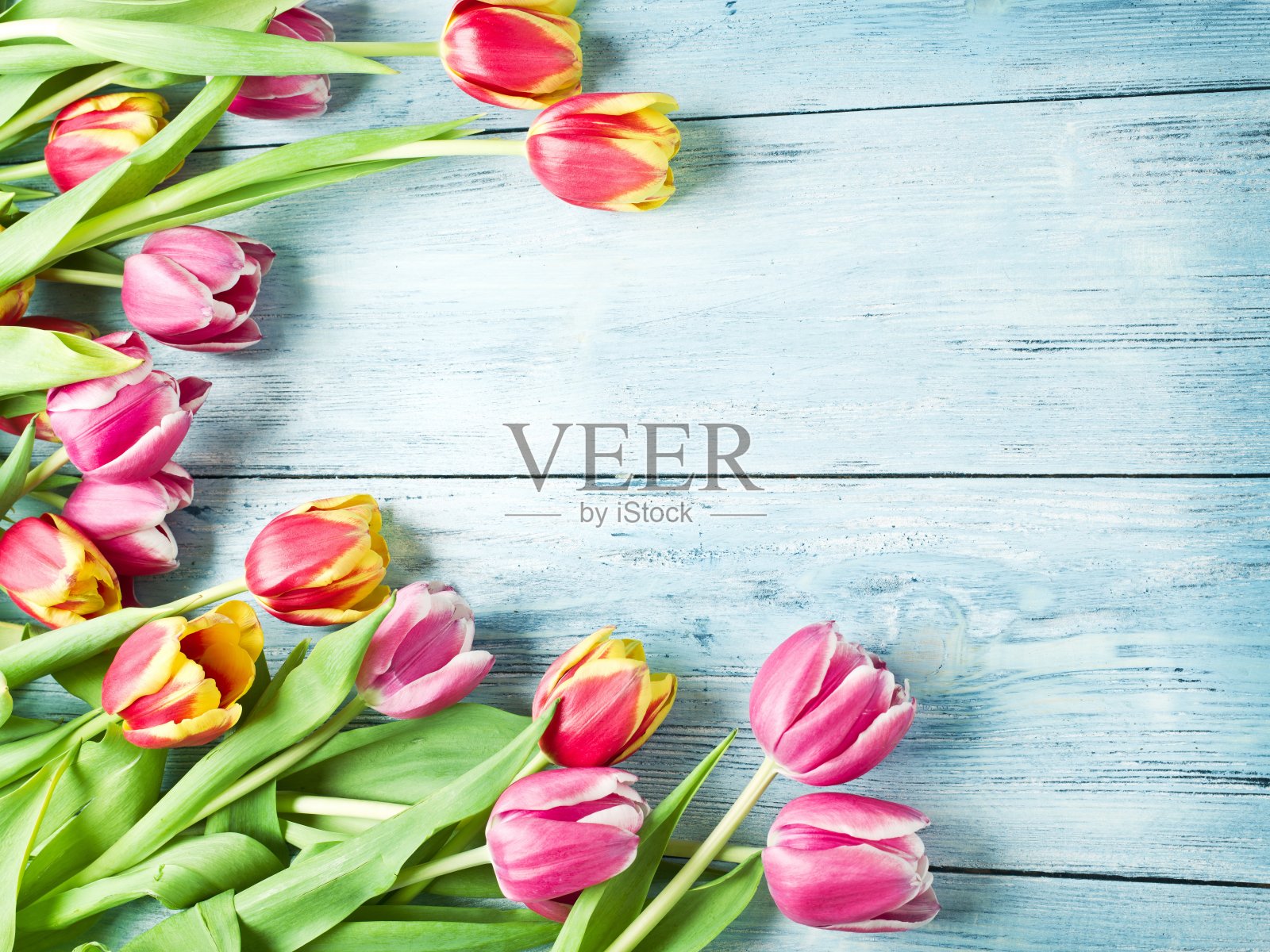 粉红色和红色的郁金香。照片摄影图片