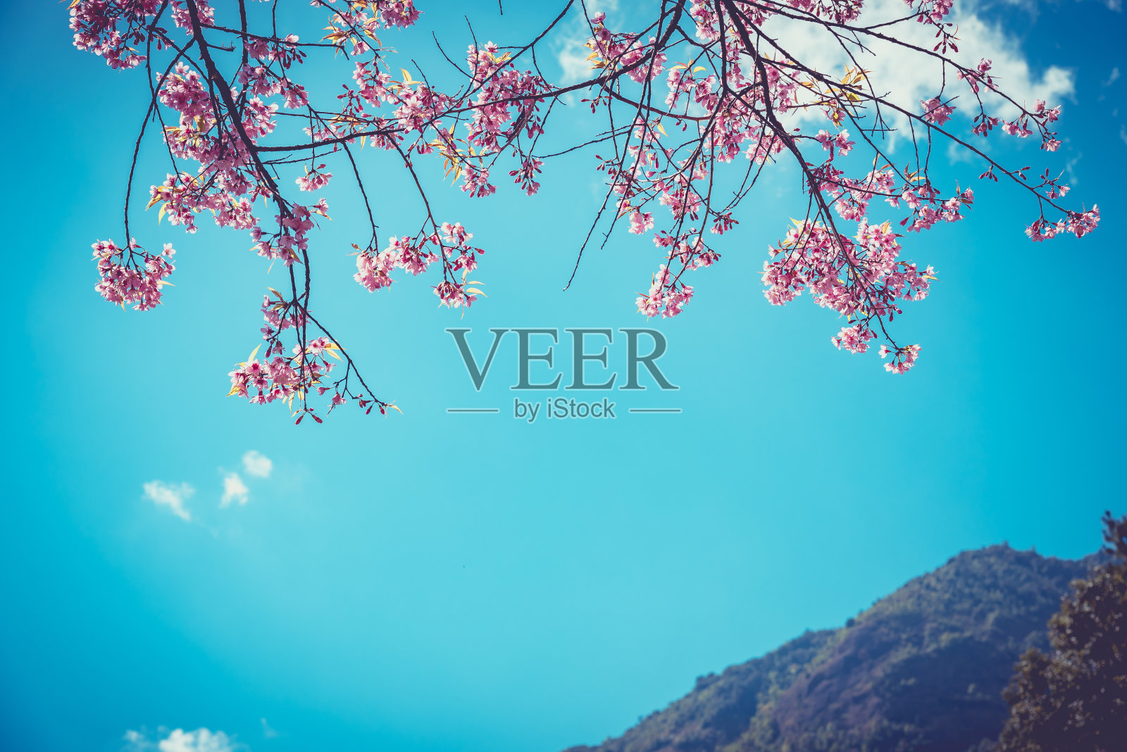 樱花或樱花与蓝色的天空照片摄影图片