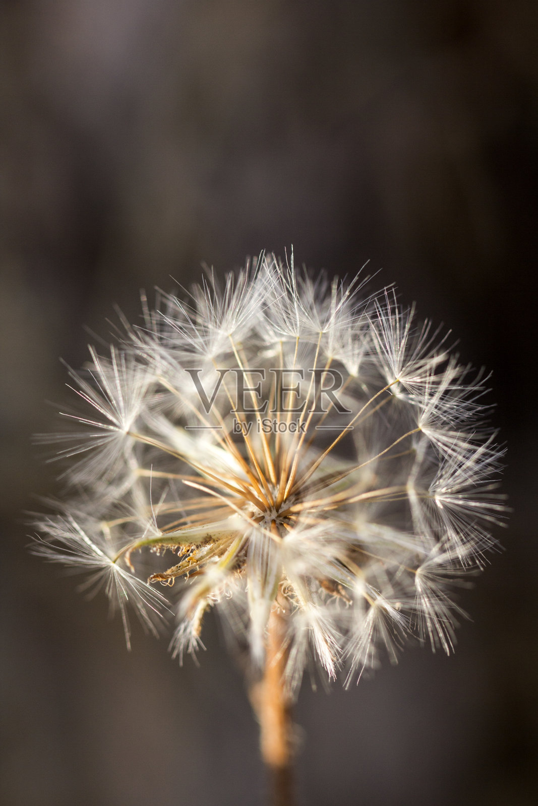 蒲公英的细节。照片摄影图片