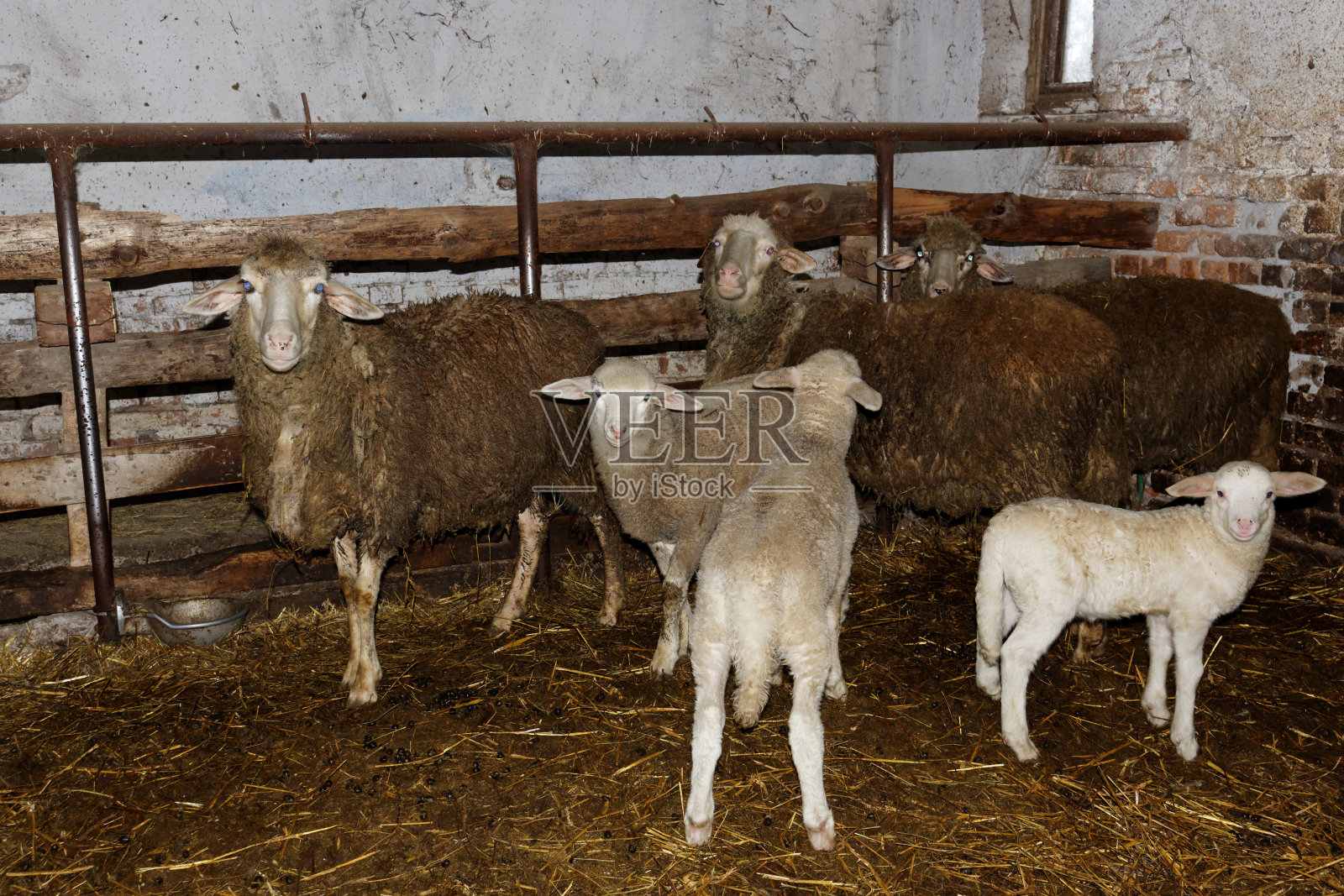 在马厩里的绵羊和羊羔照片摄影图片