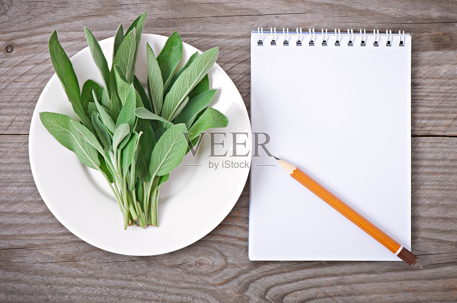 新鲜健康的鼠尾草叶照片摄影图片