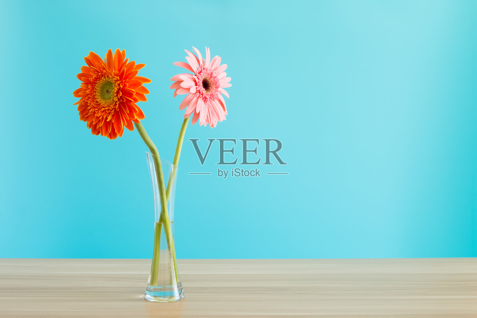 非洲菊照片摄影图片