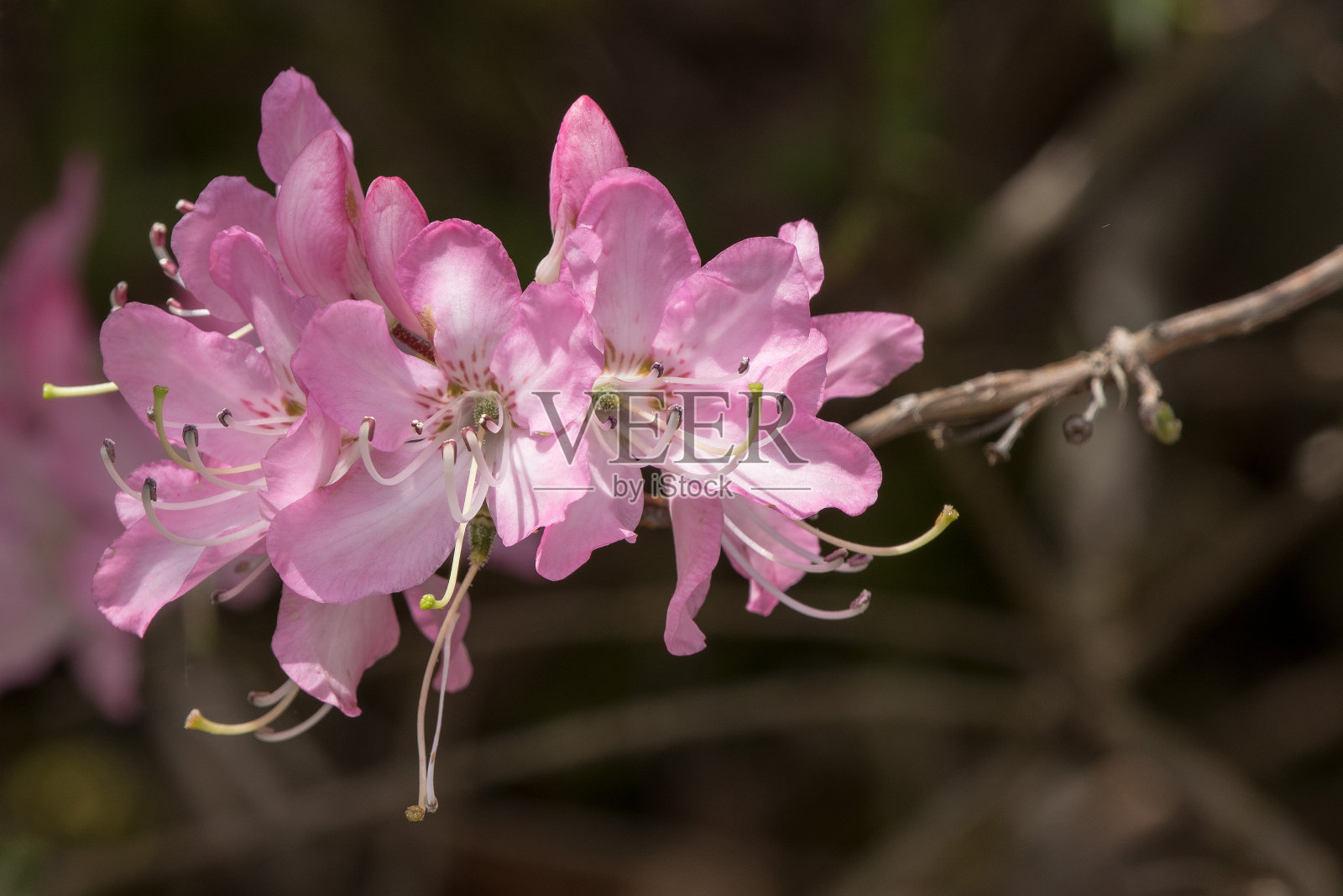 粉壳杜鹃(R. Vaseyi)照片摄影图片