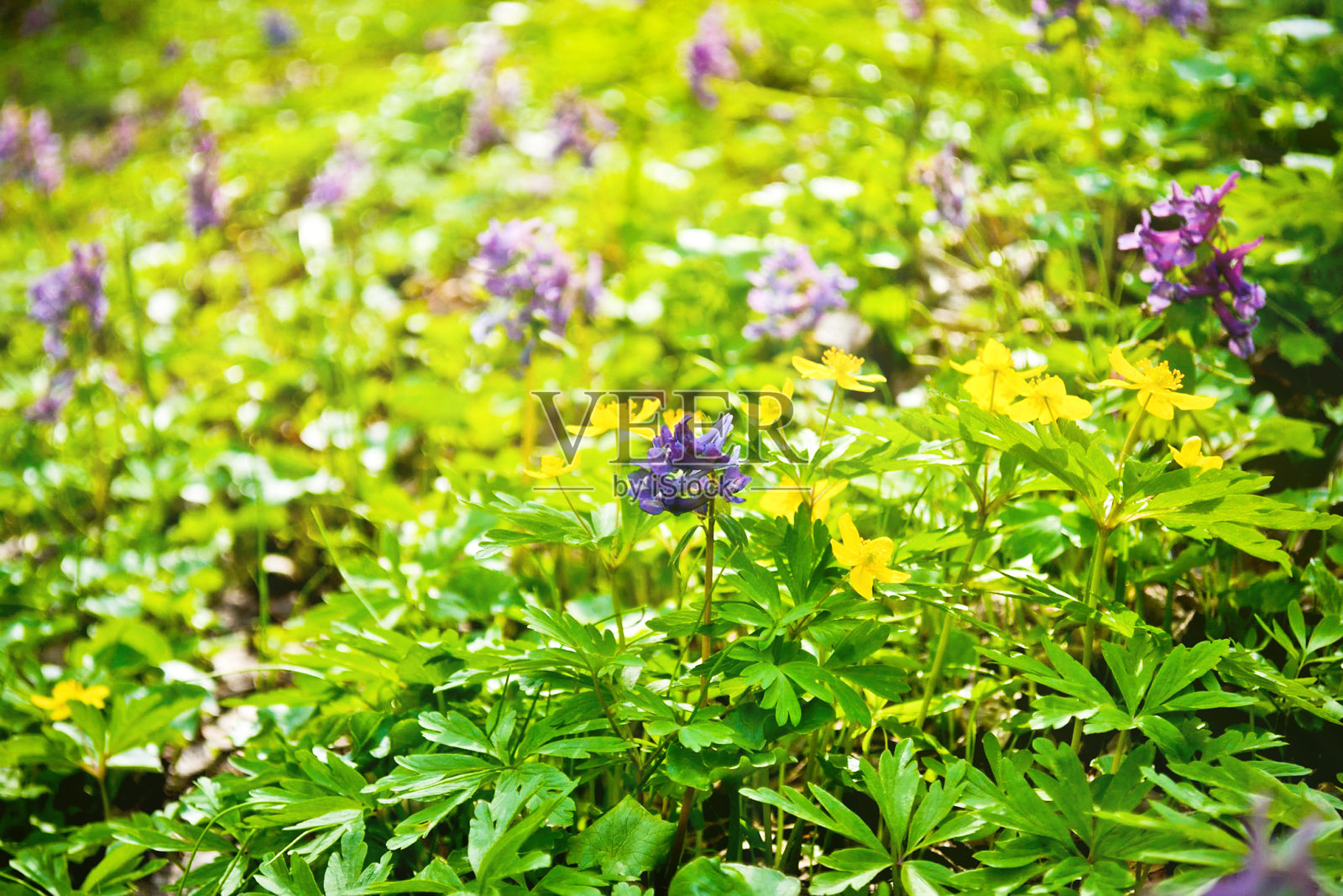 森林里的野花照片摄影图片