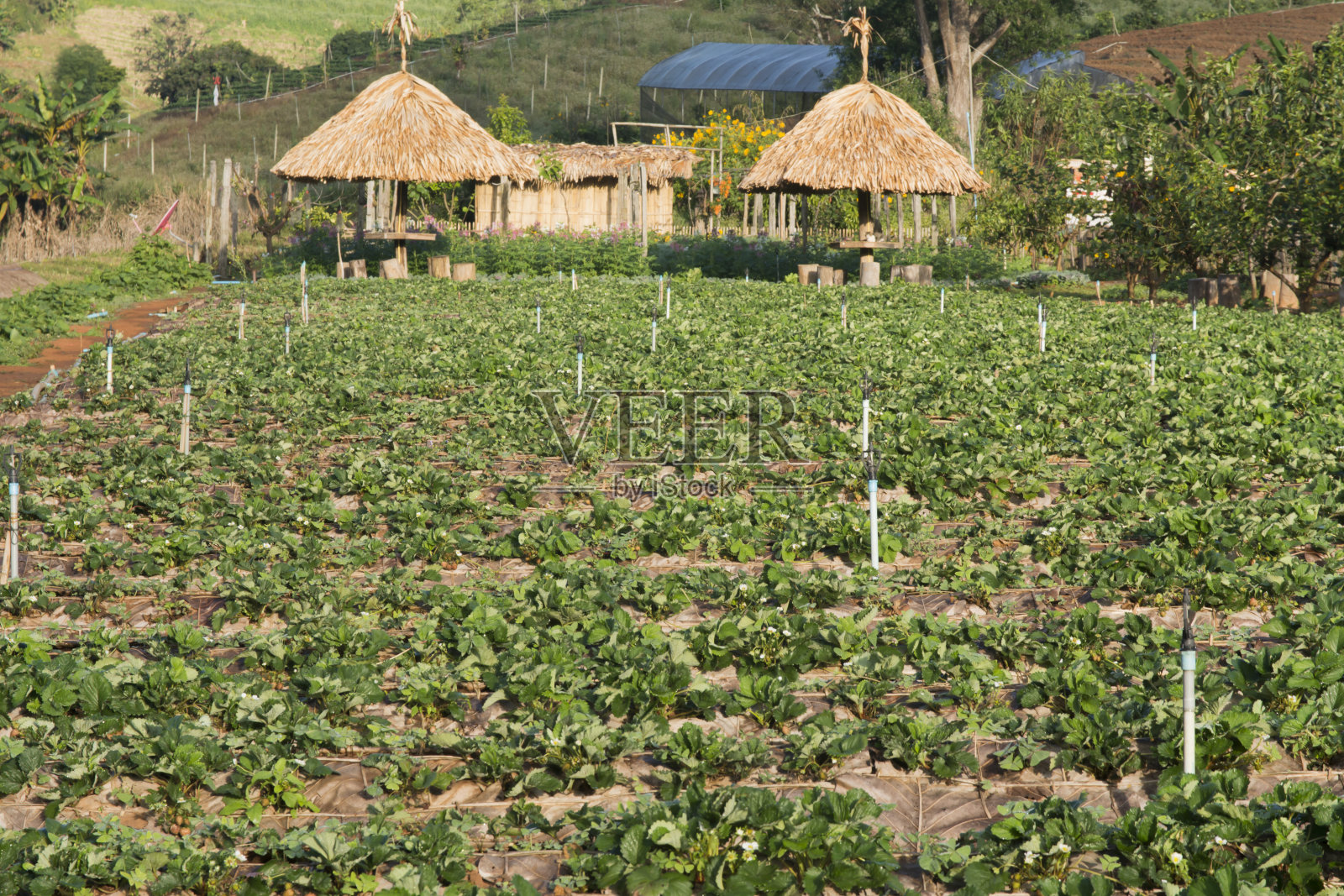 草莓照片摄影图片