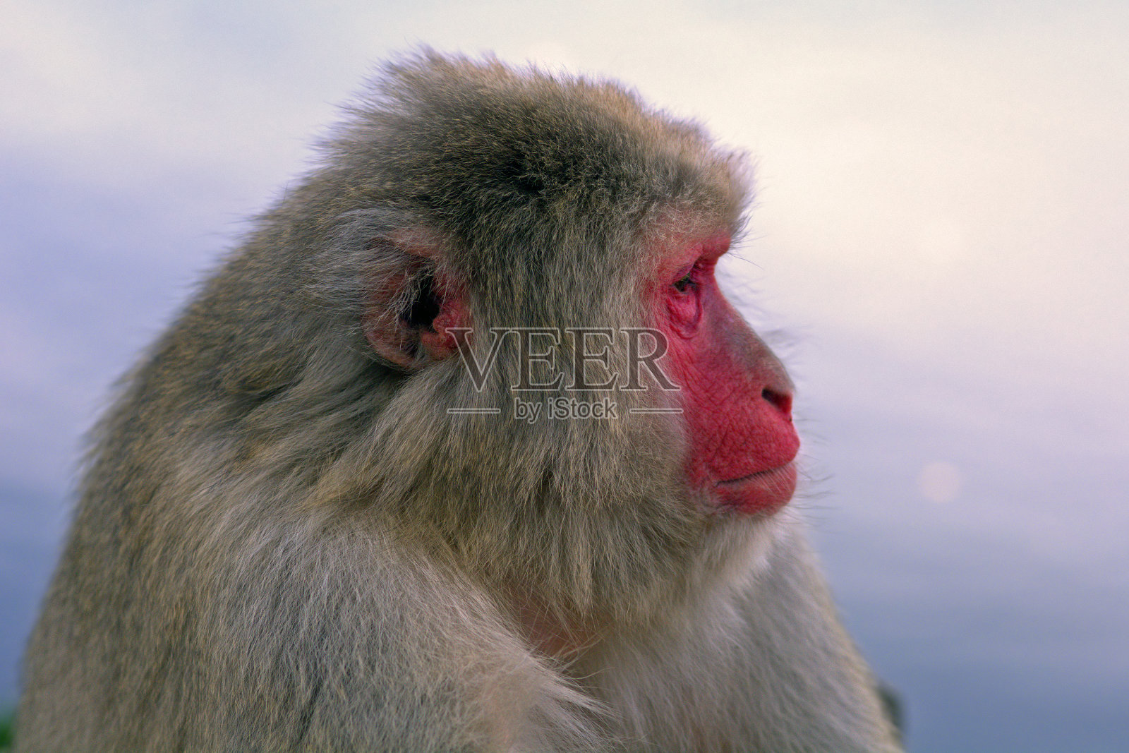 日本猕猴照片摄影图片