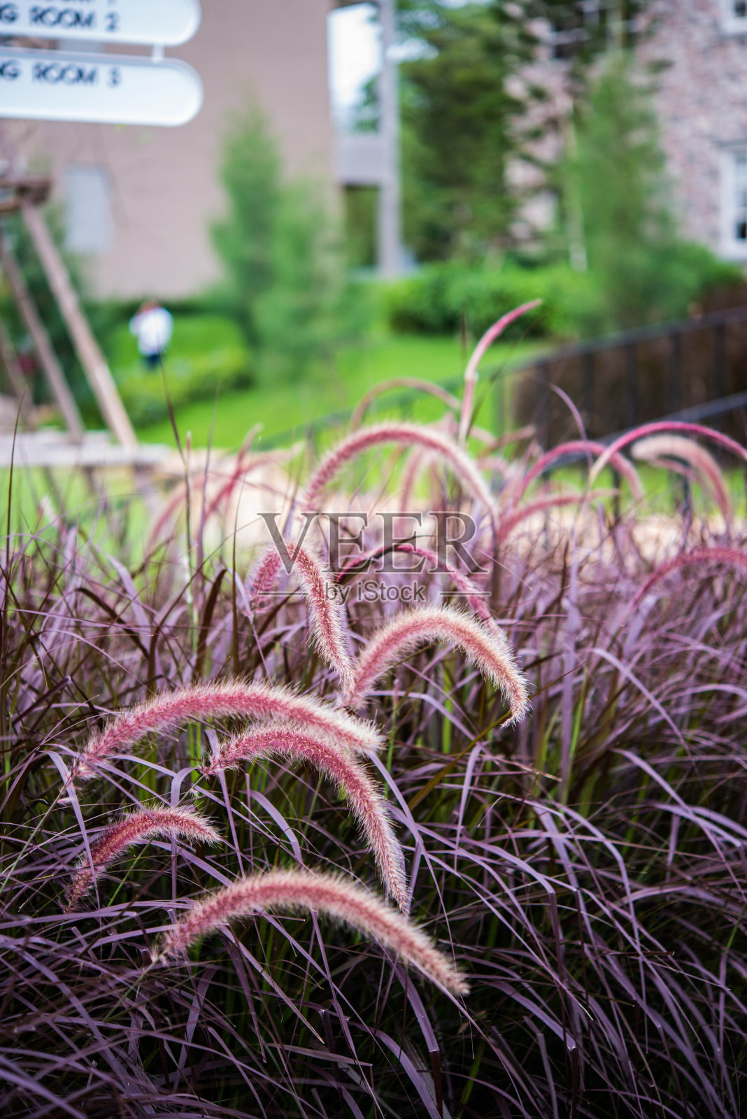 草地上的花照片摄影图片