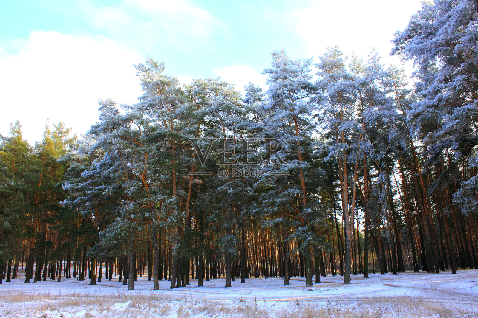 寒冷的冬日森林里照片摄影图片