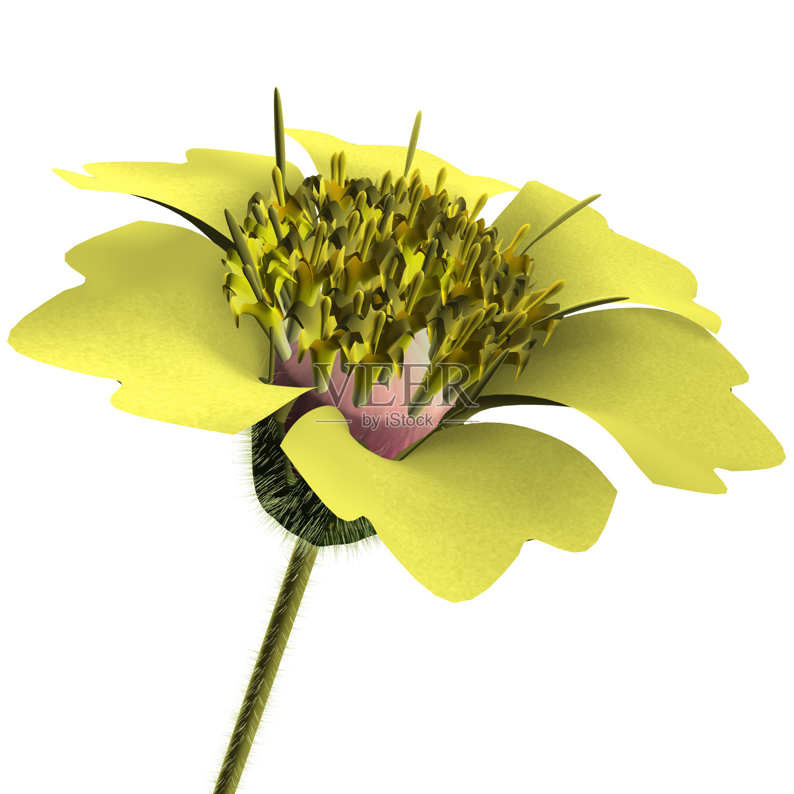 特里达克斯照片摄影图片