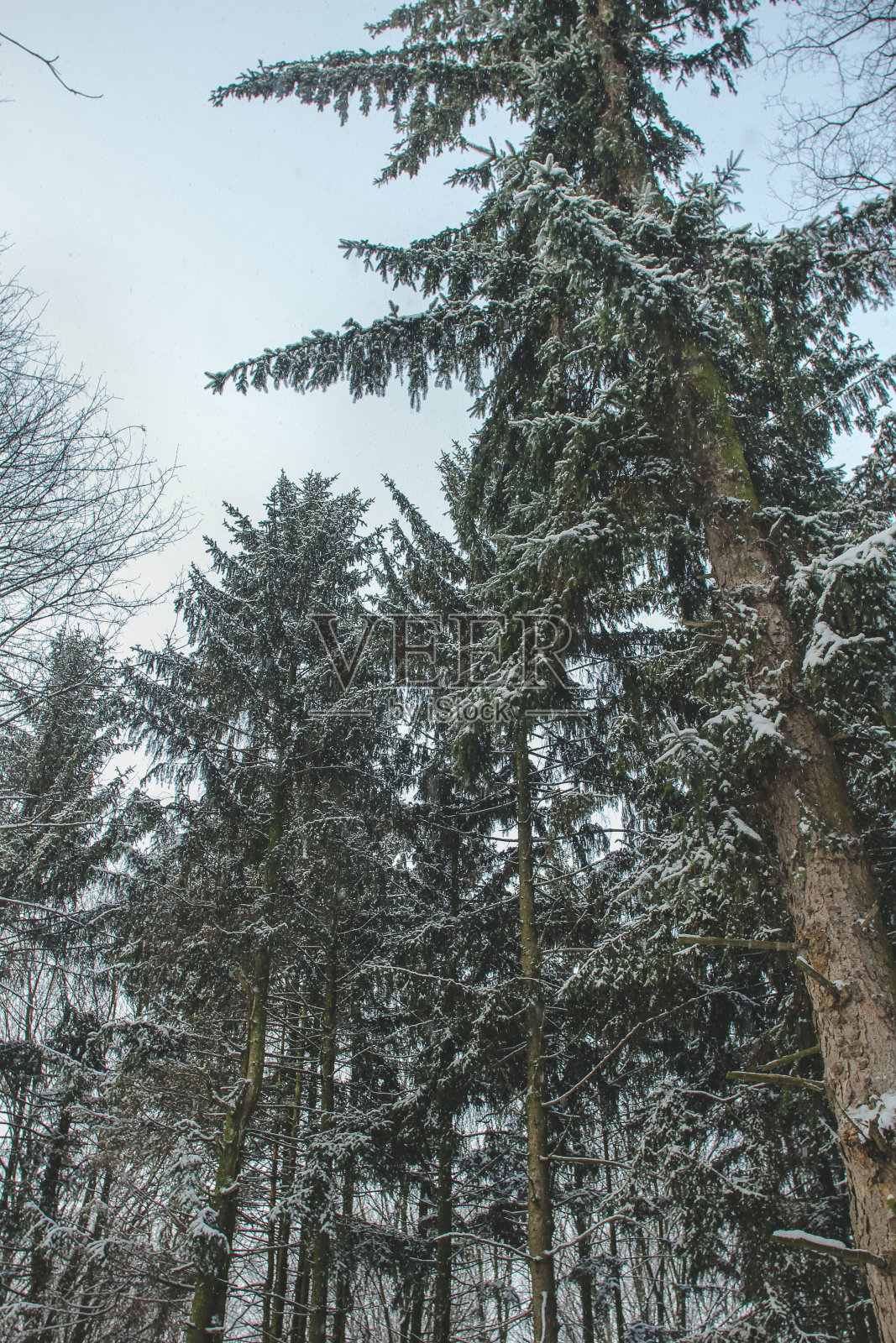 冷杉的公园照片摄影图片