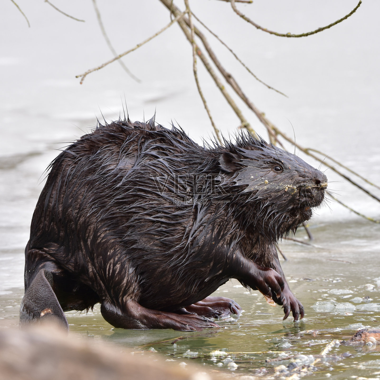 欧洲海狸照片摄影图片