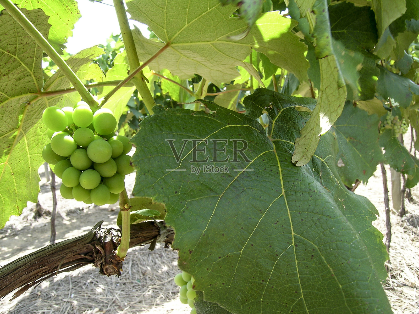 葡萄照片摄影图片