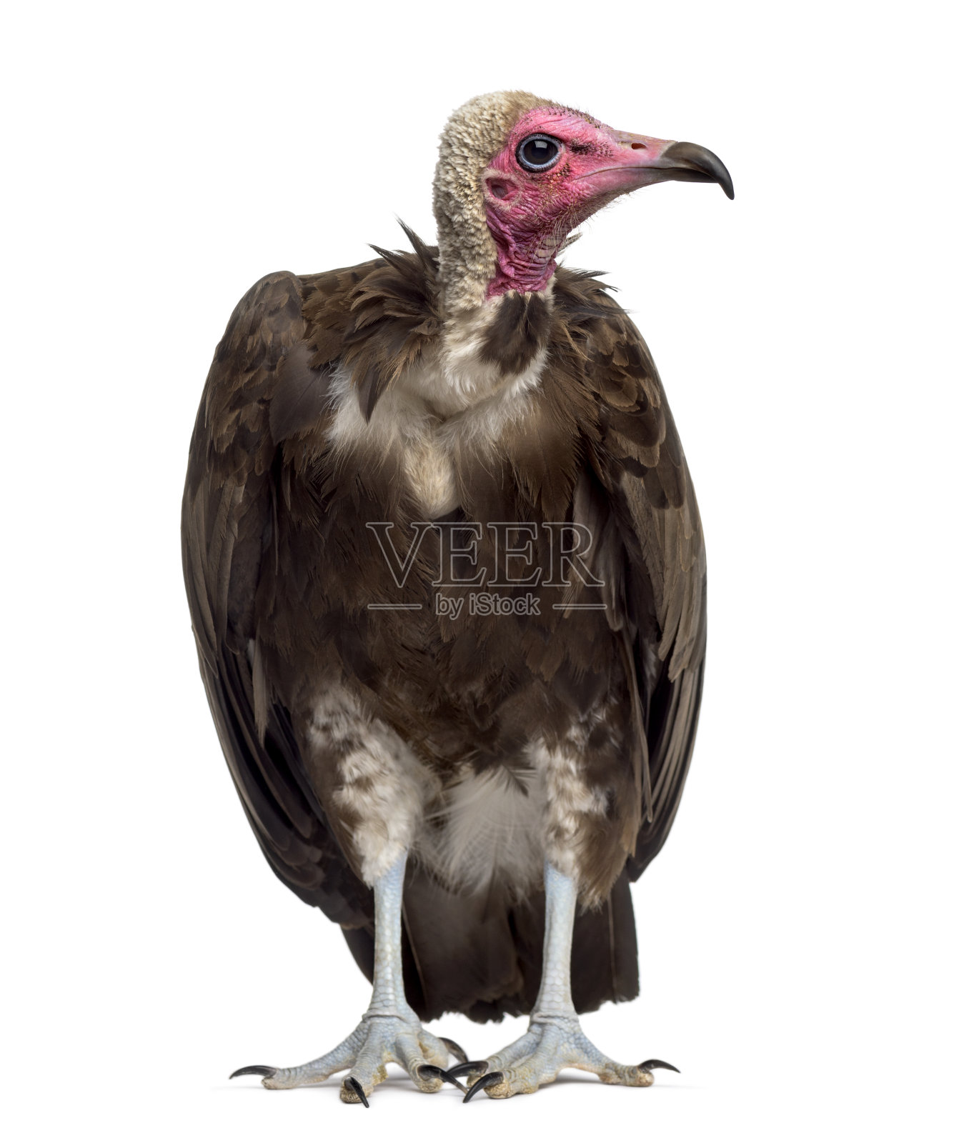 头巾秃鹫- Necrosyrtes monachus(11岁)照片摄影图片