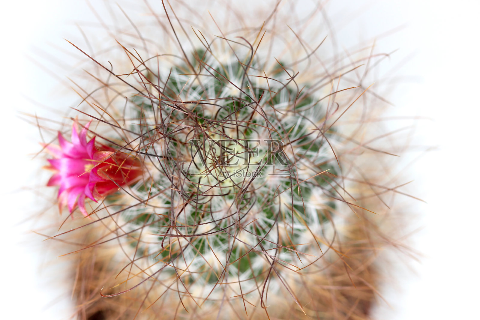 开粉红色花的仙人掌照片摄影图片