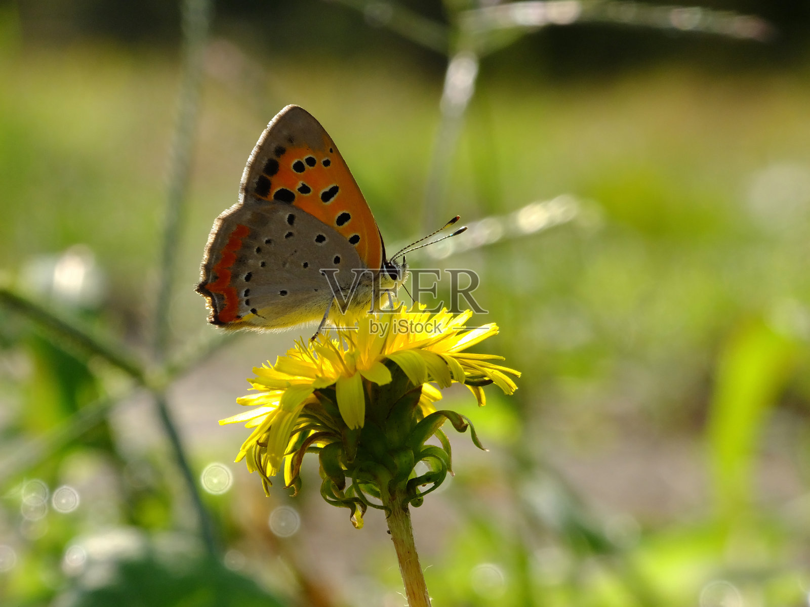 小蝴蝶在背光上照片摄影图片