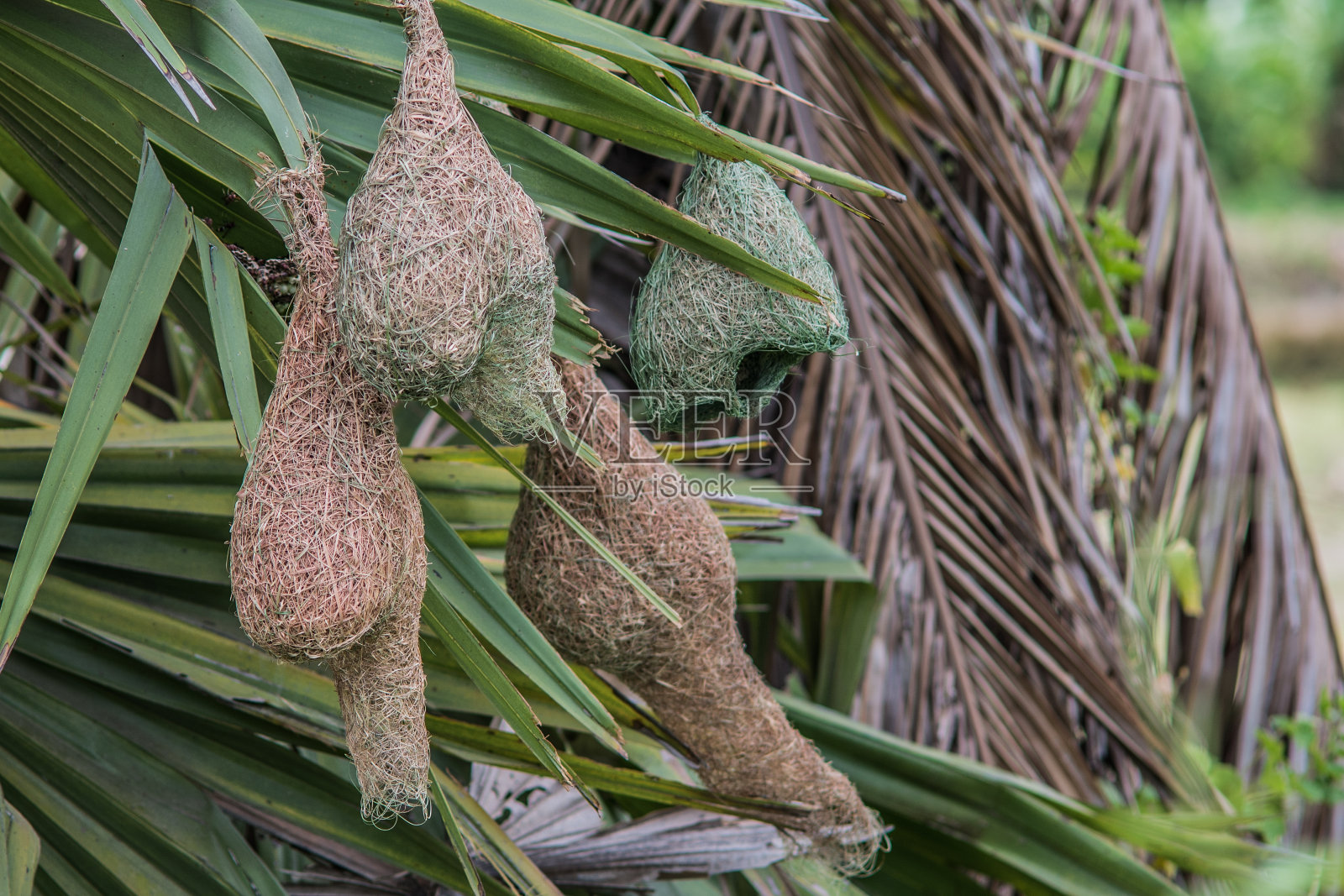 巴雅织布鸟巢照片摄影图片