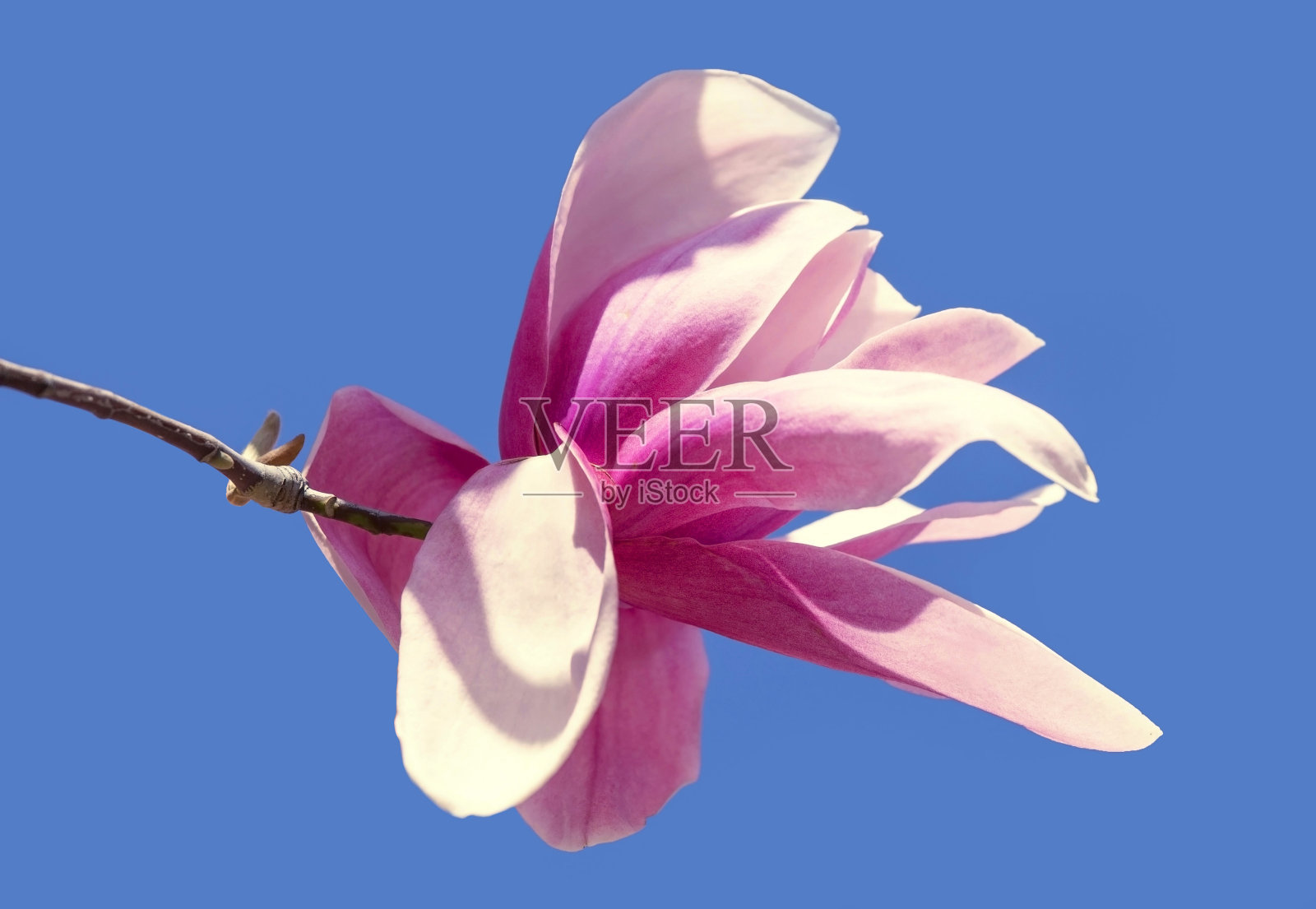 木兰在春天开花照片摄影图片