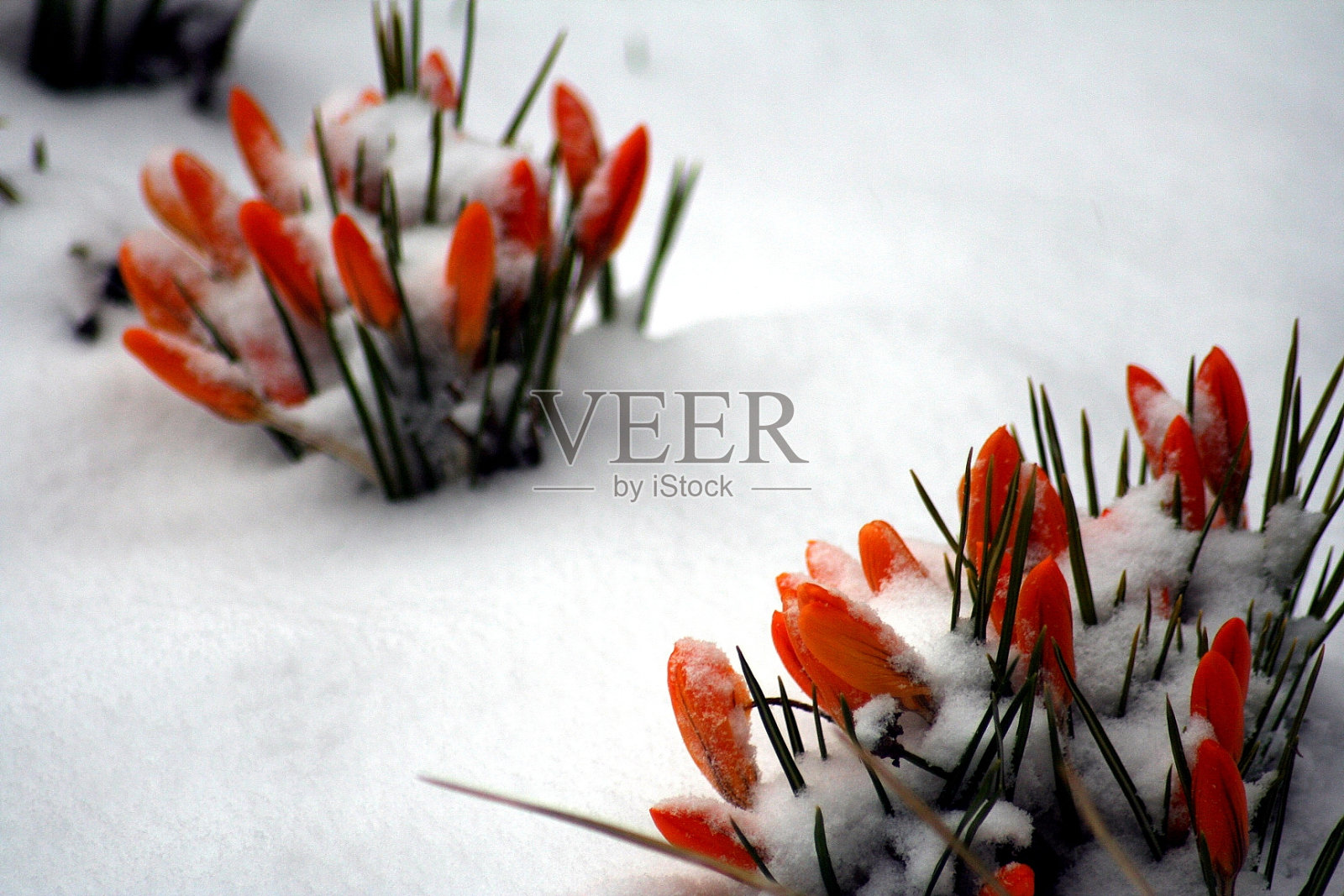 橙色番红花在雪中照片摄影图片