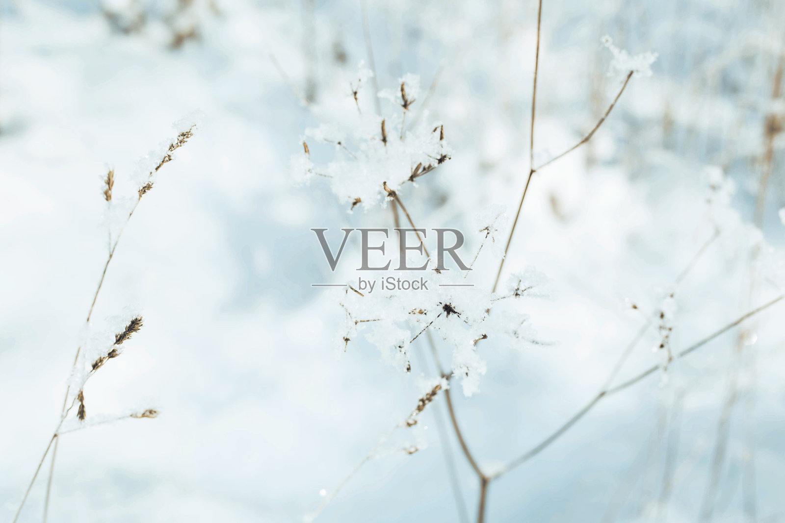 冬天白雪覆盖的森林里的草照片摄影图片