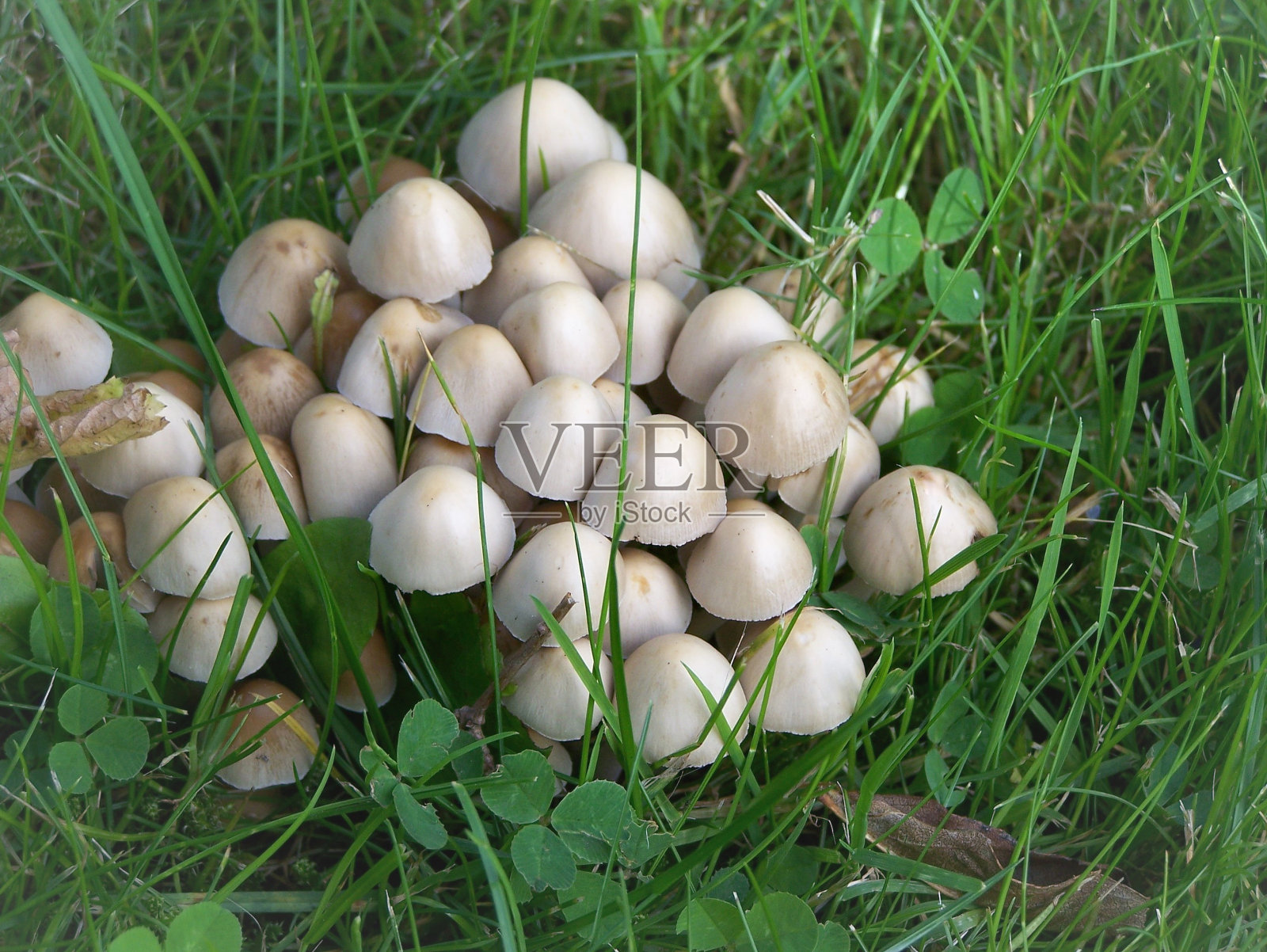 小蘑菇照片摄影图片