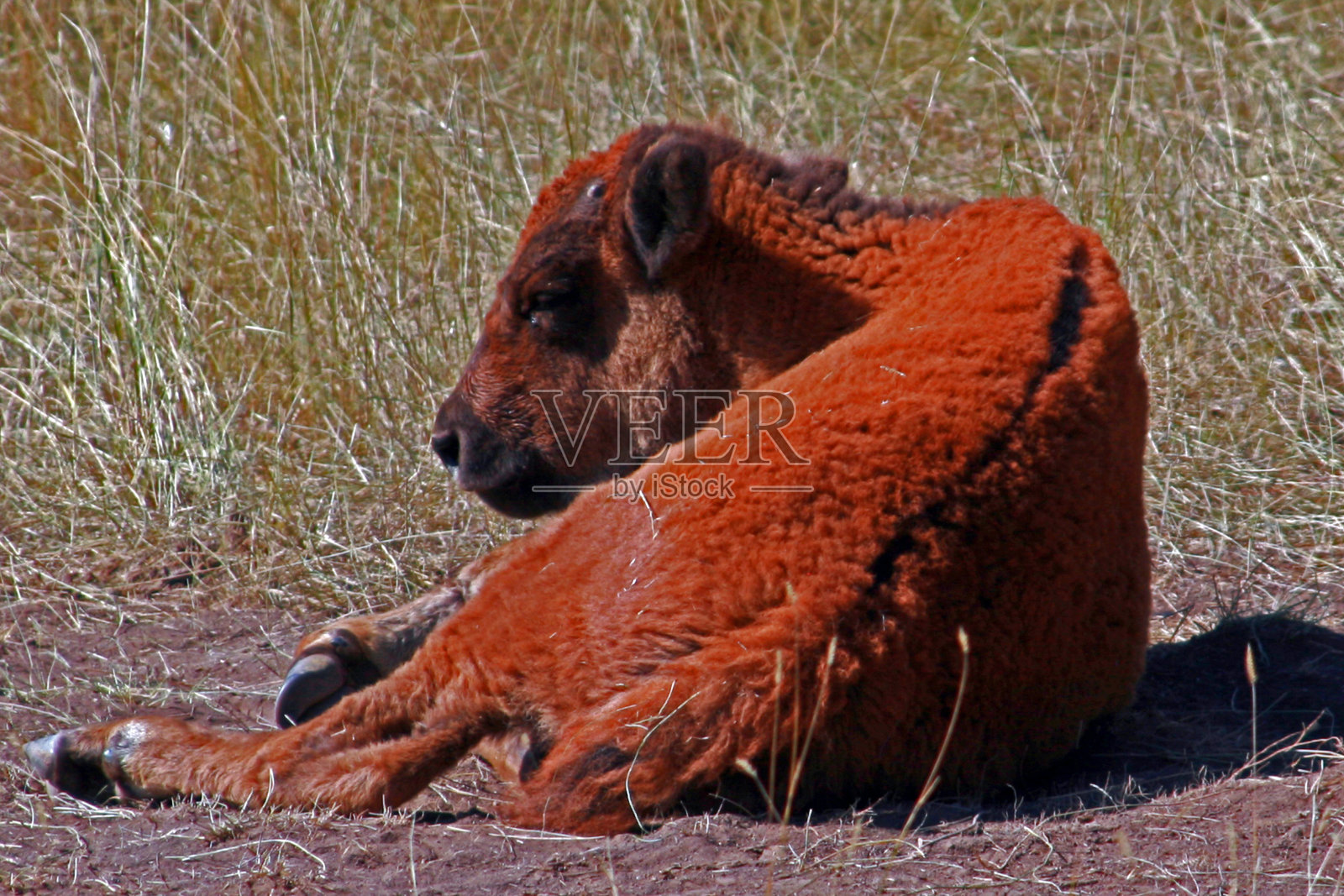 在卡斯特州立公园年度围捕会上的美国水牛幼崽照片摄影图片