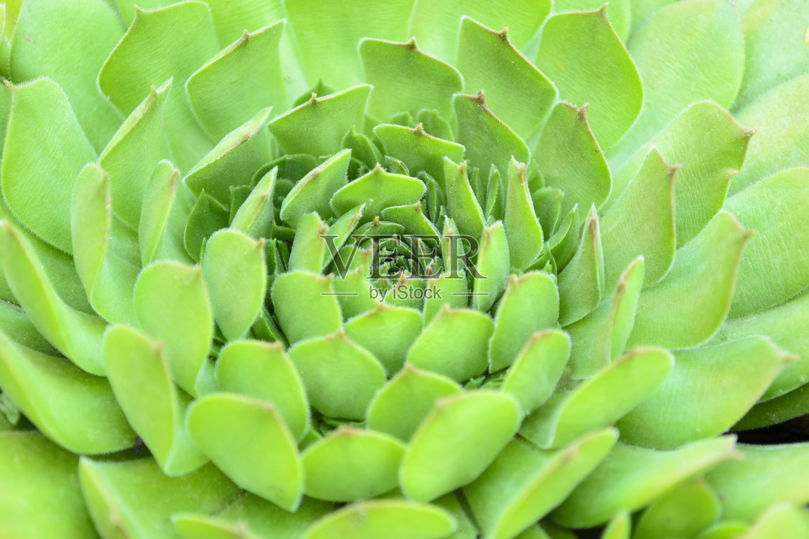 多汁的叶子照片摄影图片