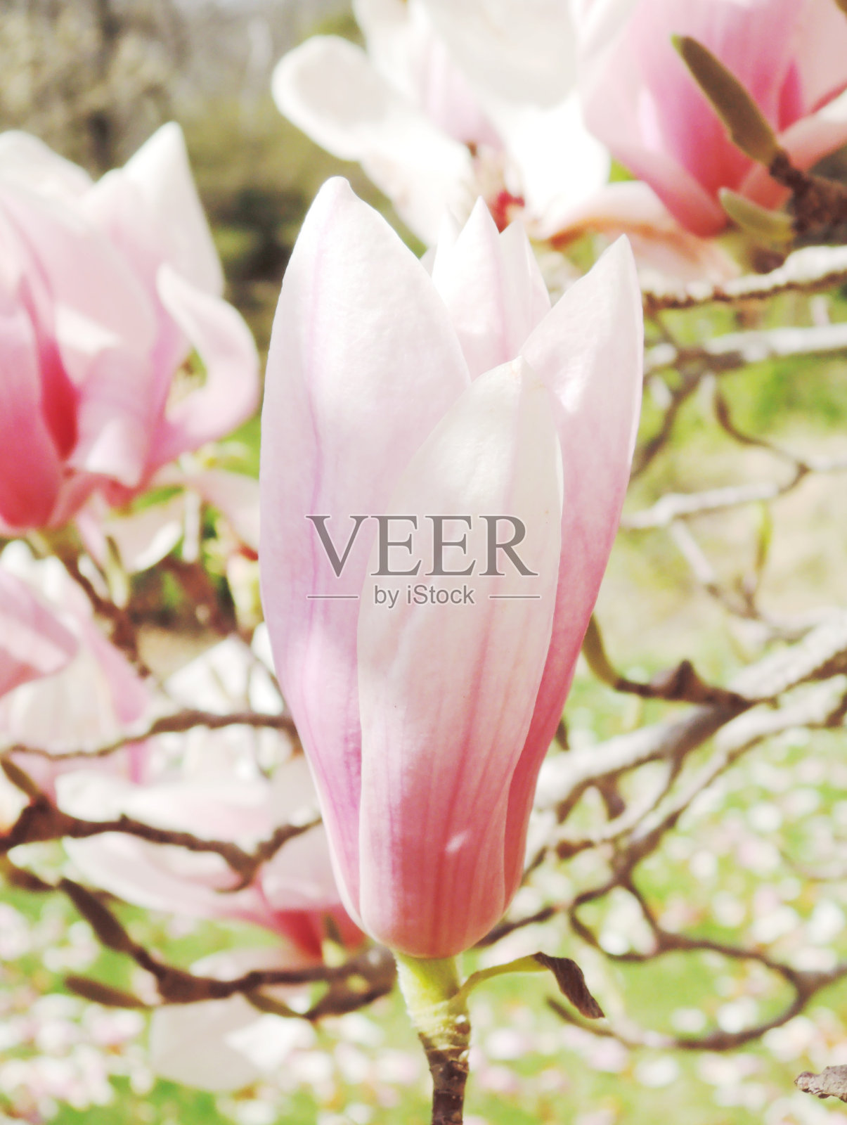 木兰照片摄影图片