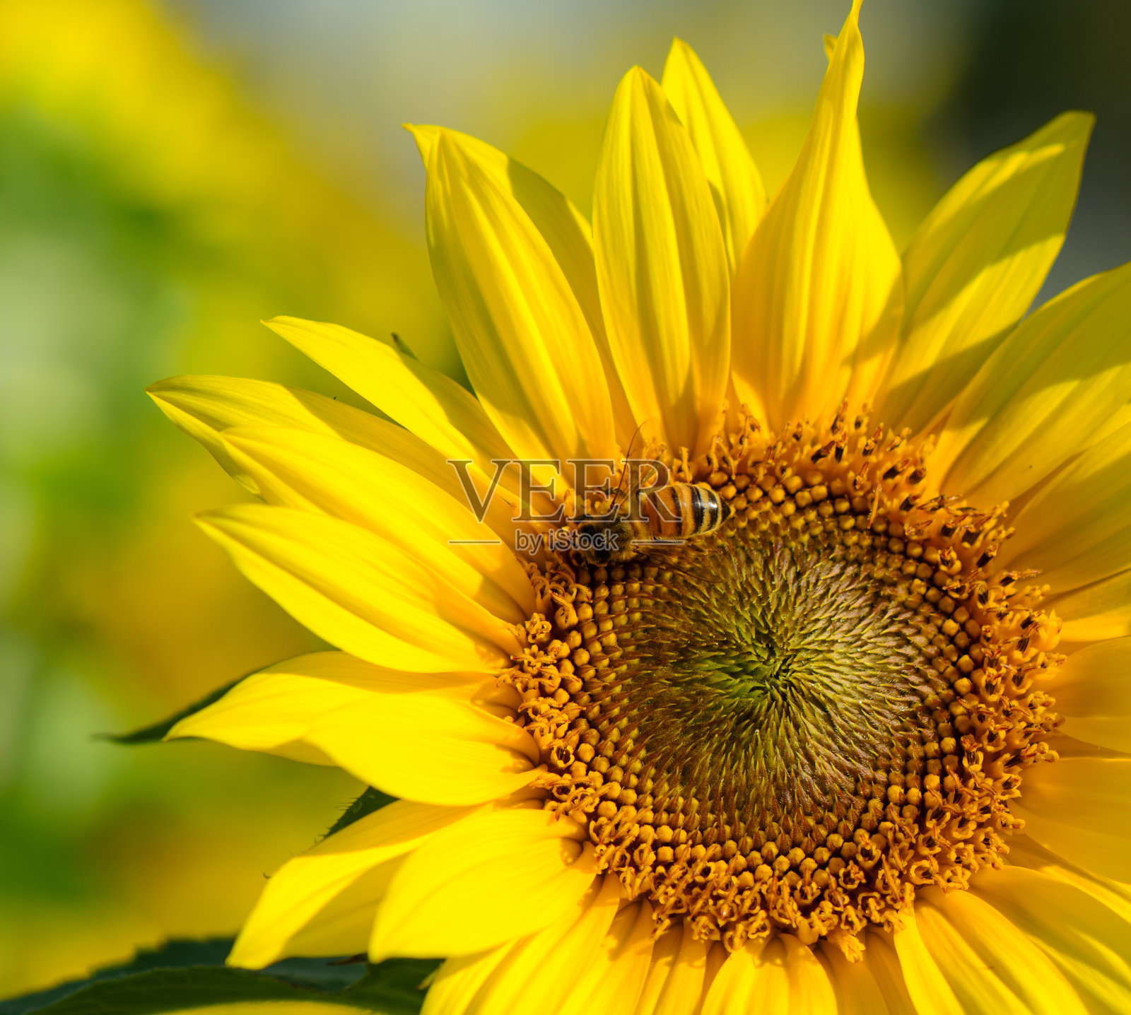 大黄蜂在向日葵照片摄影图片