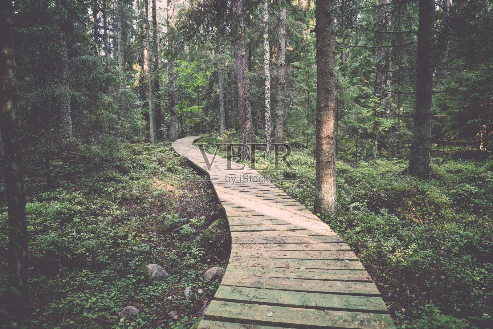 古老的森林，覆盖着苔藓的树木和阳光。照片摄影图片