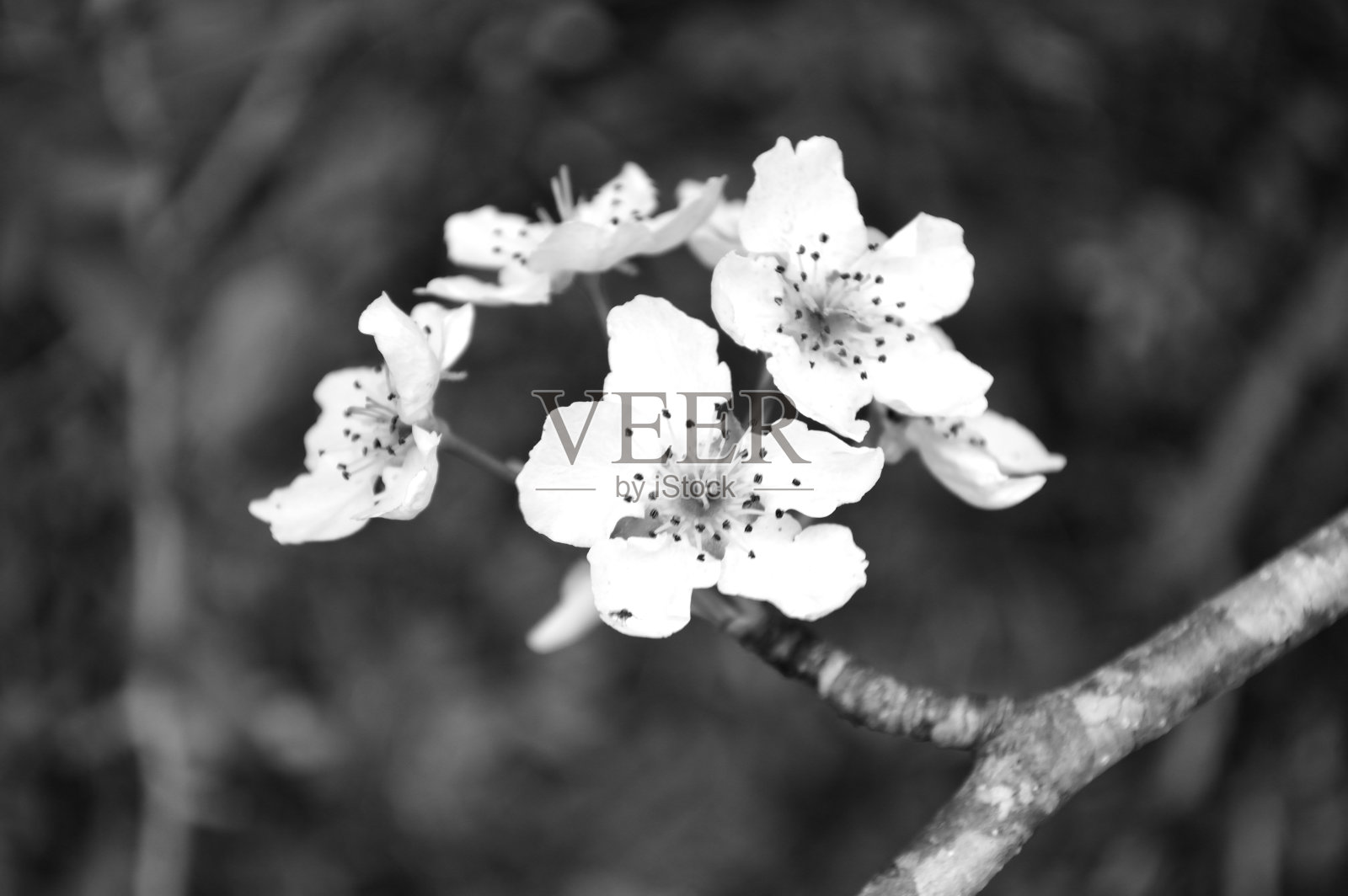 黑白相间的野生梨花照片摄影图片