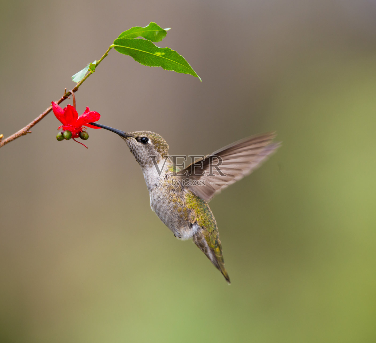 雀鸟照片摄影图片