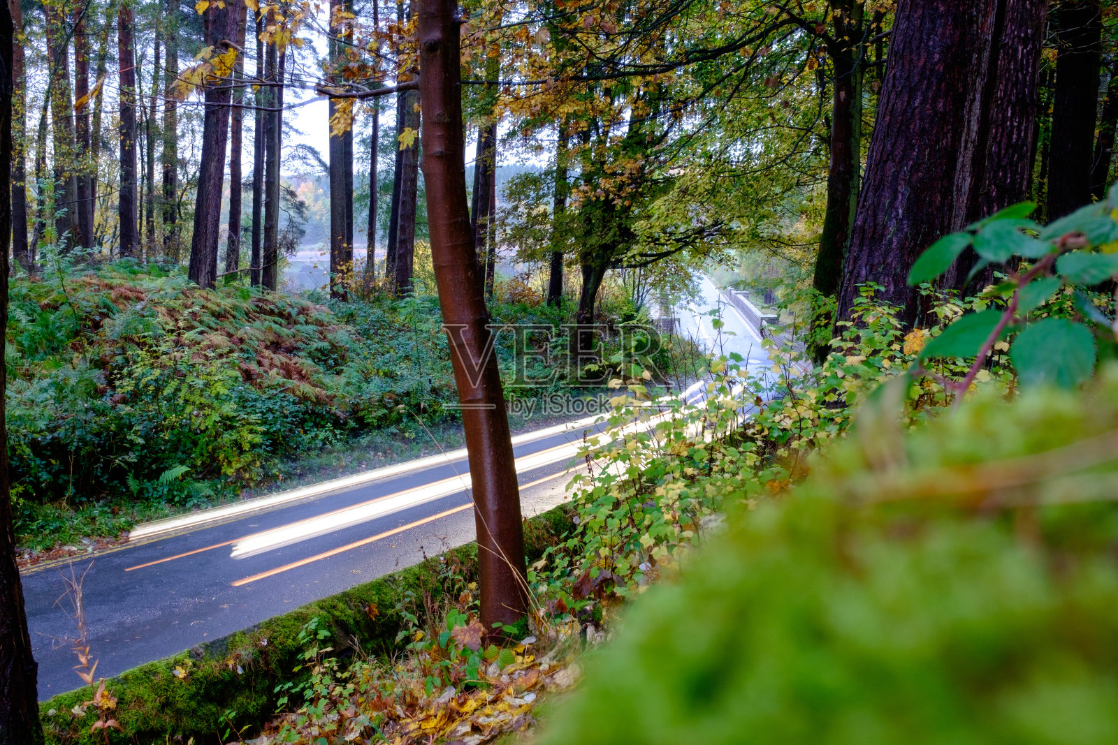 车灯穿过森林照片摄影图片