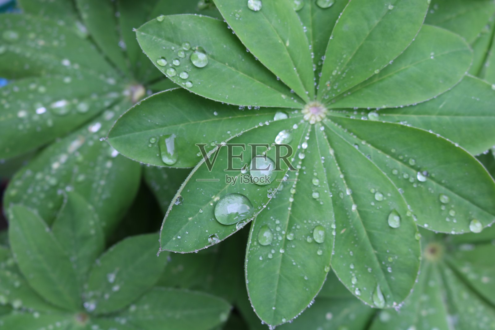 雨滴落在罗苹树叶上照片摄影图片