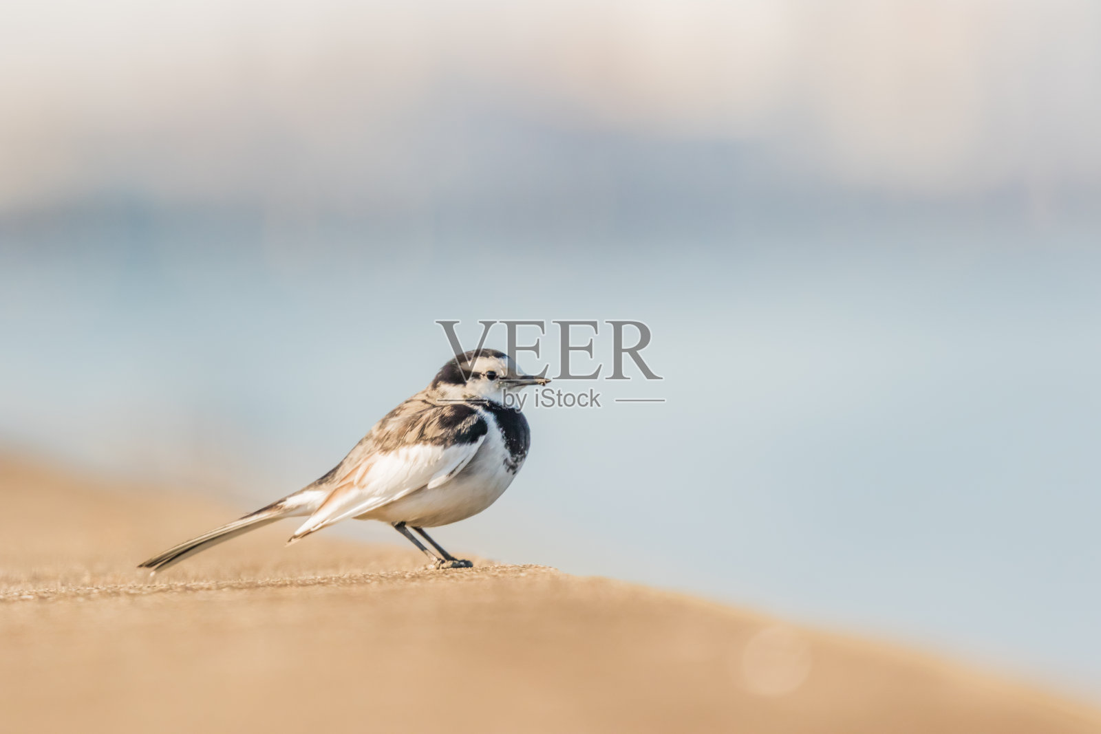 鹡鸰照片摄影图片