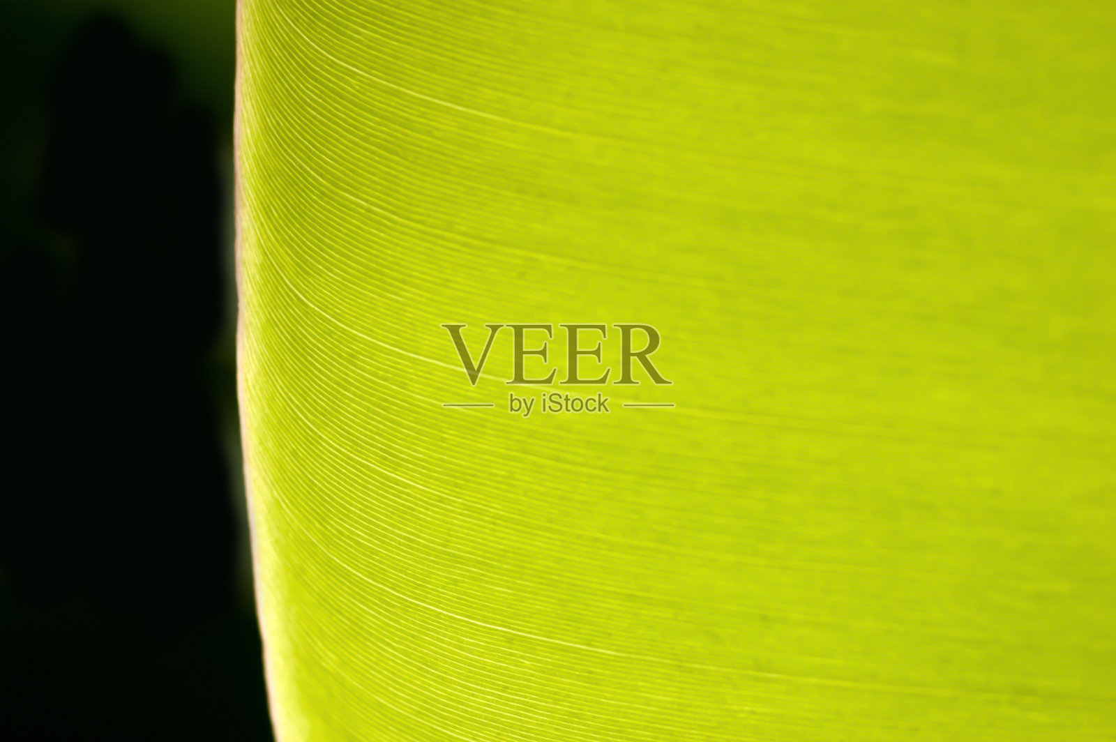 纹理背景背光新鲜的绿色芭蕉叶。照片摄影图片